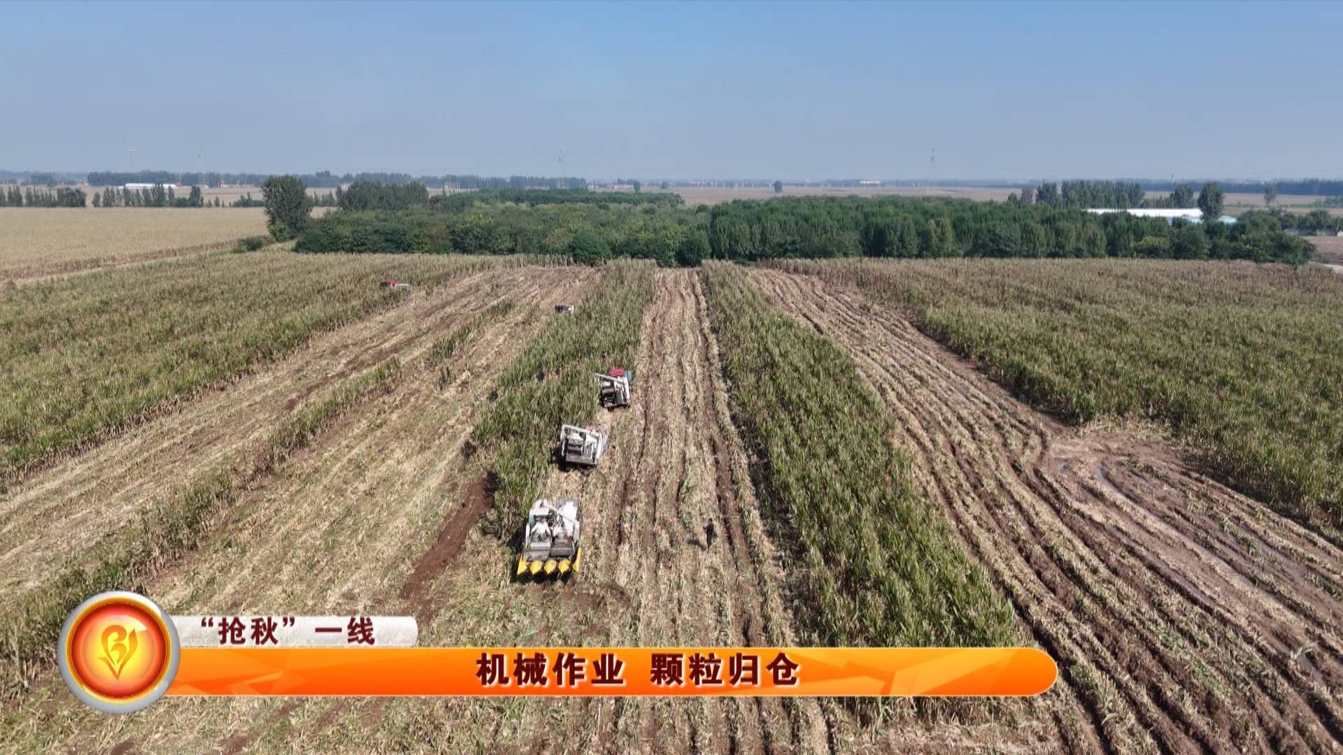 【&ldquo;抢秋&rdquo;一线】机械作业 颗粒归仓