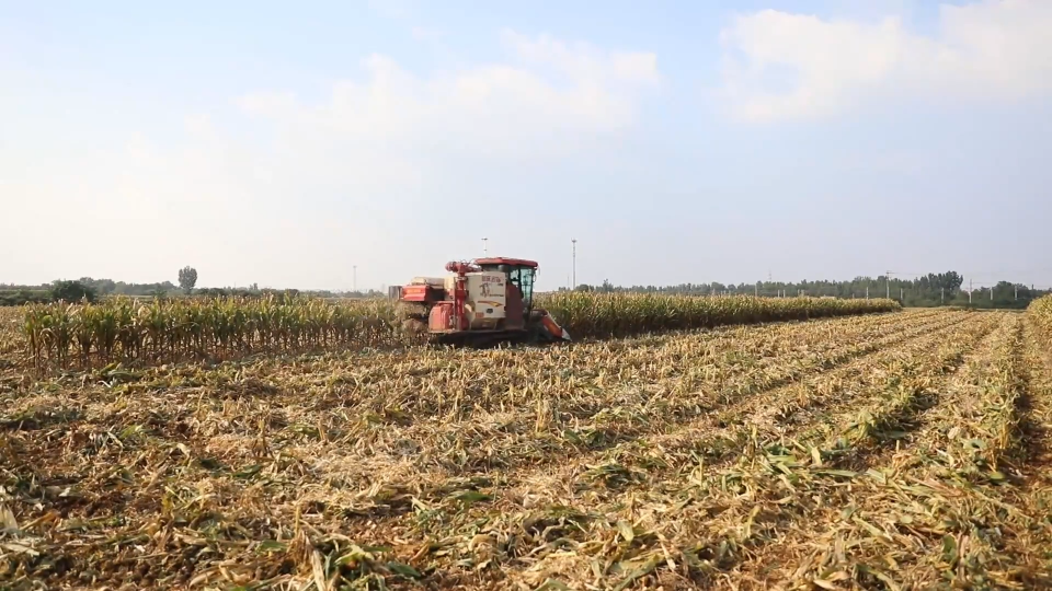 秋收一线：秋粮抢收抢烘 力争颗粒归仓