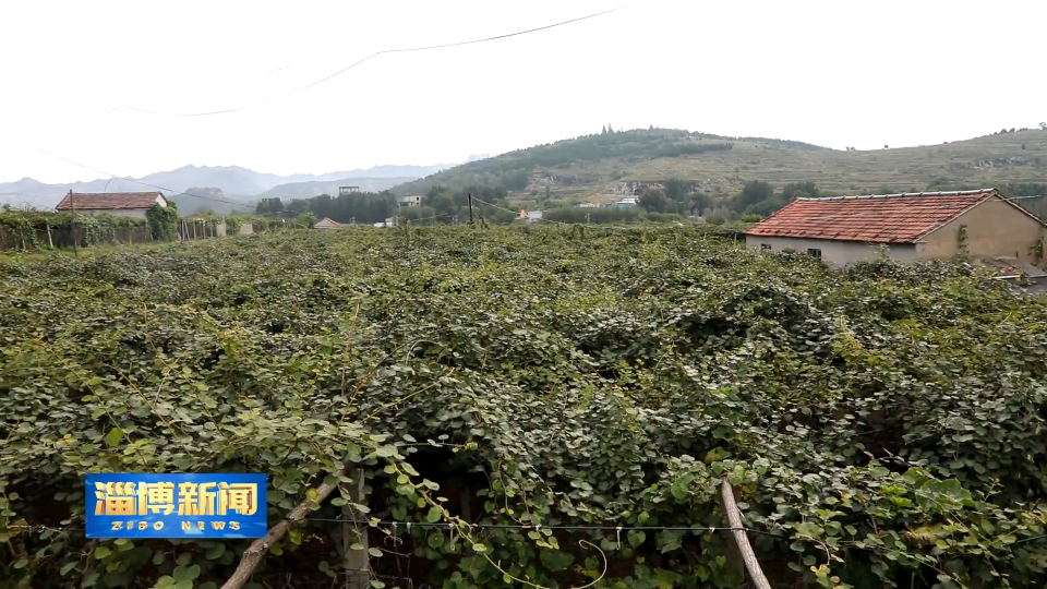 【淄博新闻】【打造乡村振兴齐鲁样板】博山：金融赋能 护航猕猴桃产业发展