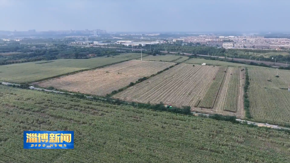 【淄博新闻】【淄博&ldquo;抢秋&rdquo;&middot;直击一线】争分夺秒 齐心协力抢收抢烘