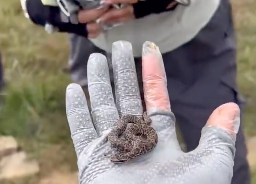 驴友爬山捡幼蛇轮流抚摸，专家：剧毒！