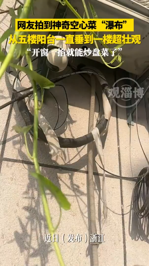 网友拍到神奇空心菜&ldquo;瀑布&rdquo;，从五楼阳台一直垂到一楼超壮观