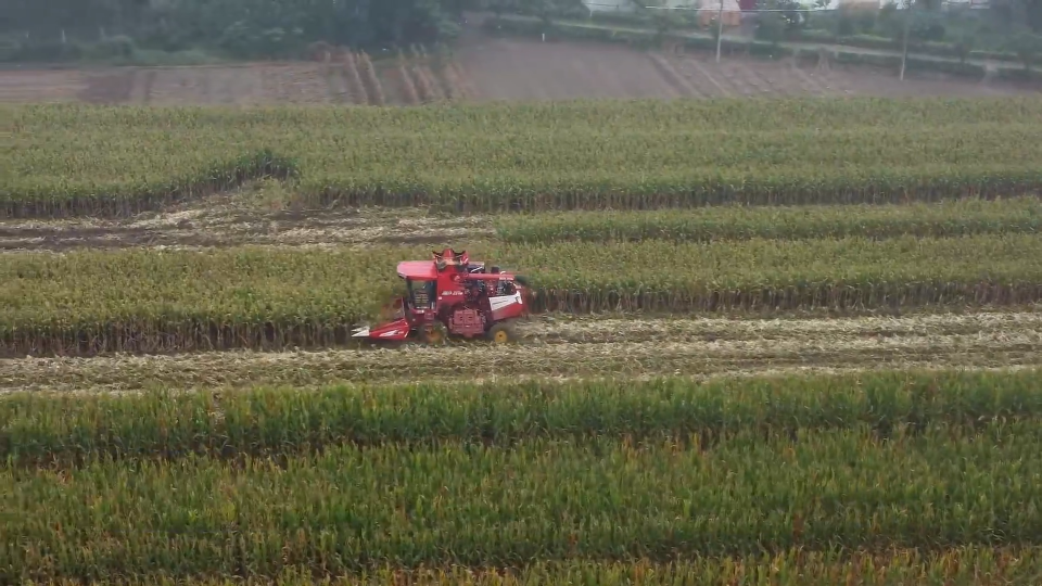 农技人员深入基层 全力保障秋粮收获