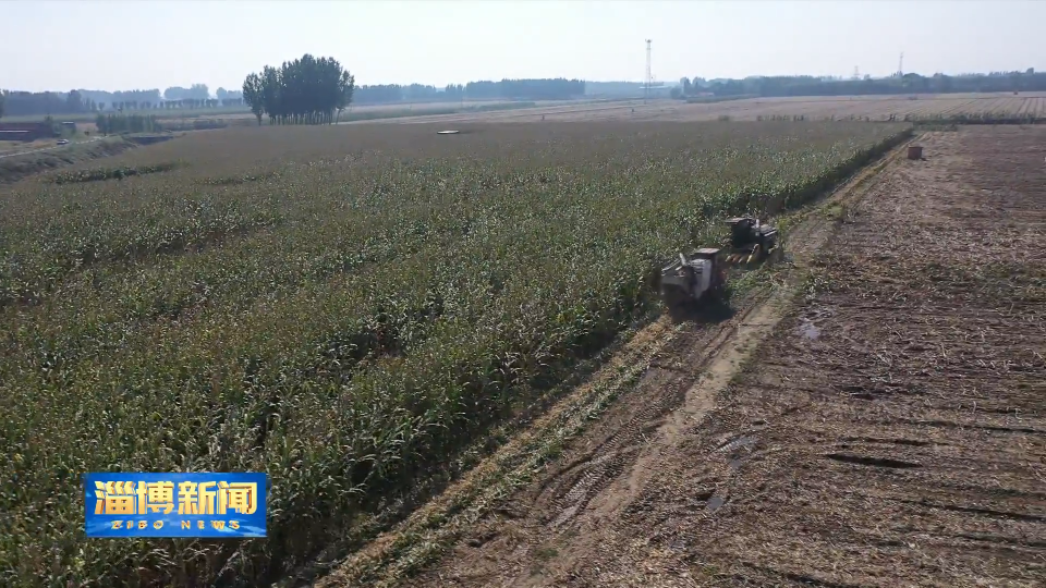 【淄博新闻】【淄博&ldquo;抢秋&rdquo;&middot;直击一线】多措并举 多方合力保秋粮