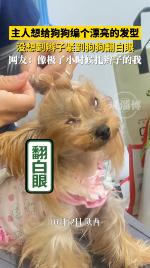 主人想给狗狗编个漂亮的发型，没想到辫子紧到狗狗翻白眼