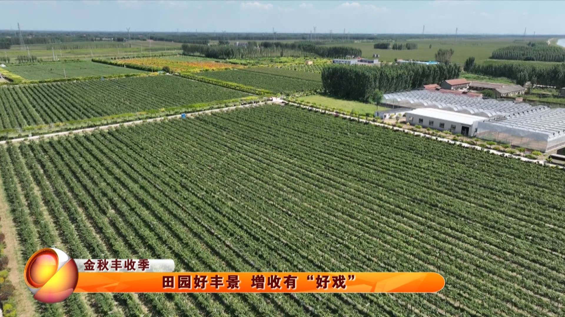 【金秋丰收季】田园好丰景 增收有&ldquo;好戏&rdquo;