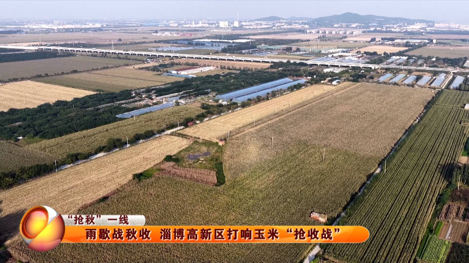 【&ldquo;抢秋&rdquo;一线】雨歇战秋收 淄博高新区打响玉米&ldquo;抢收战&rdquo;