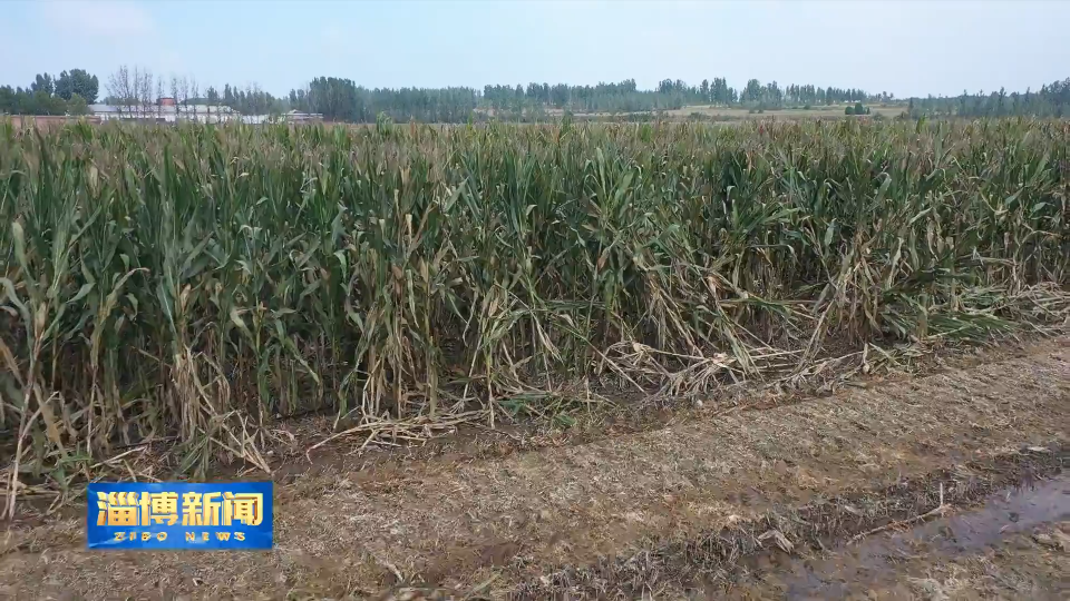 【淄博新闻】【淄博&ldquo;抢秋&rdquo;&middot;直击一线】淄博：政策性农业保险&ldquo;兜底&rdquo;助力三秋生产&ldquo;减损&rdquo;