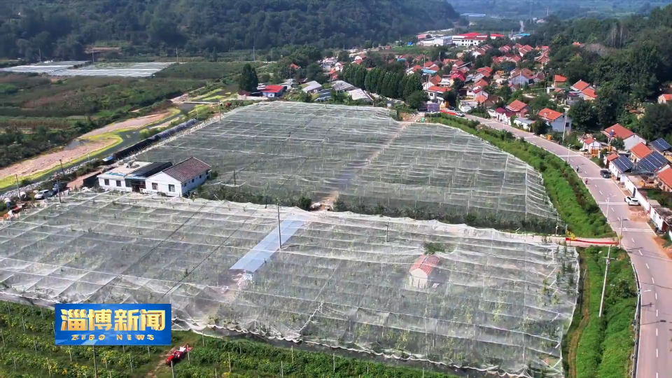 【淄博新闻】【打造乡村振兴齐鲁样板】林果焕新 共绘乡村振兴图景