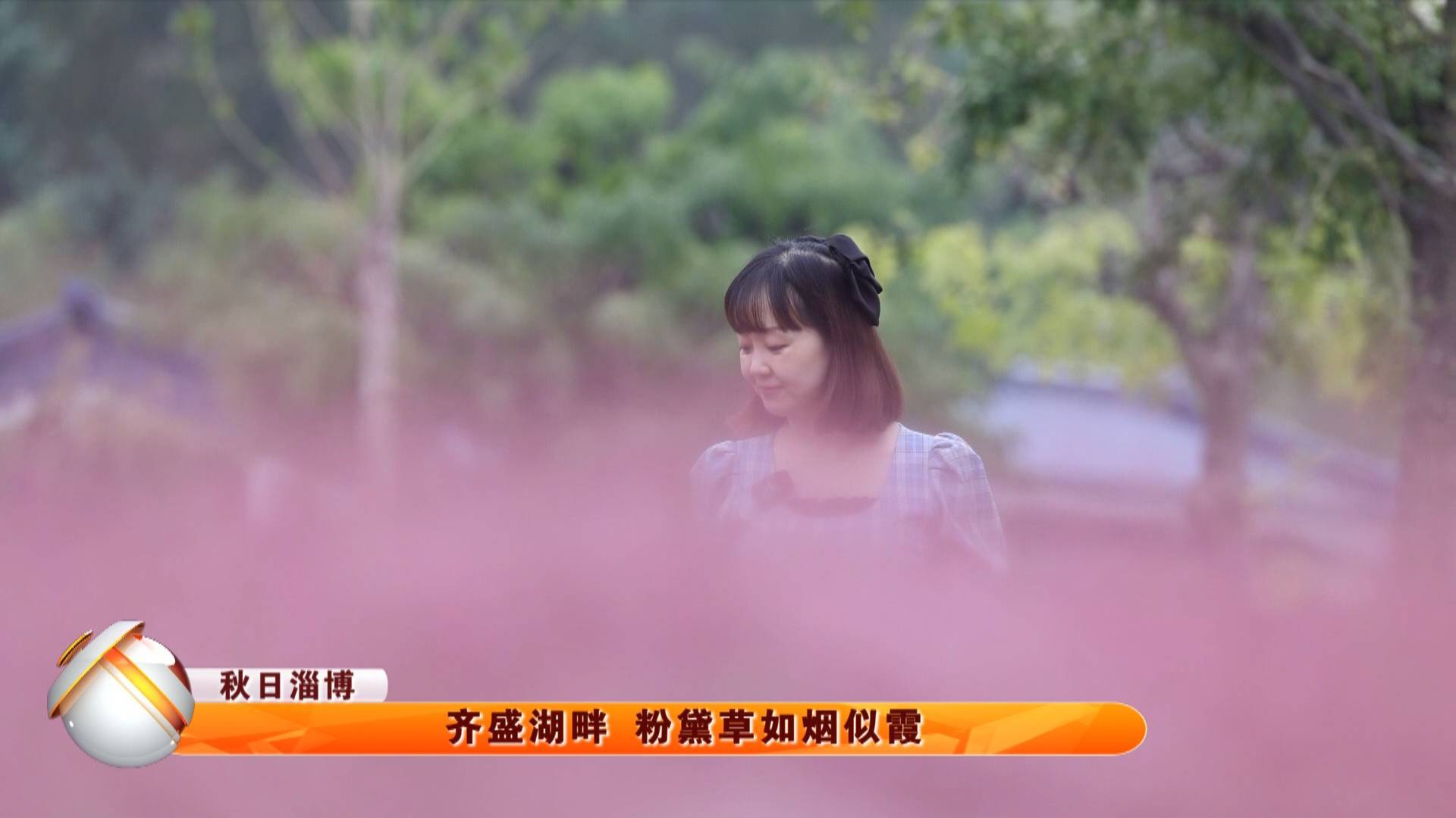 【秋日淄博】齐盛湖畔 粉黛草如烟似霞