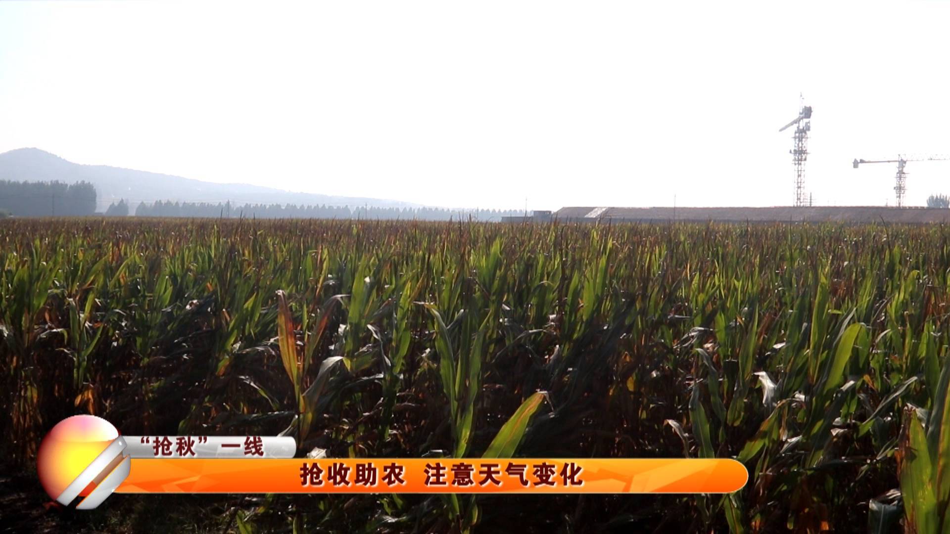 【&ldquo;抢秋&rdquo;一线】抢收助农 注意天气变化