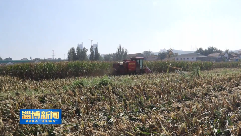 【淄博新闻】【淄博&ldquo;抢秋&rdquo;&middot;直击一线】&ldquo;抢&rdquo;字当头 力保秋粮归仓