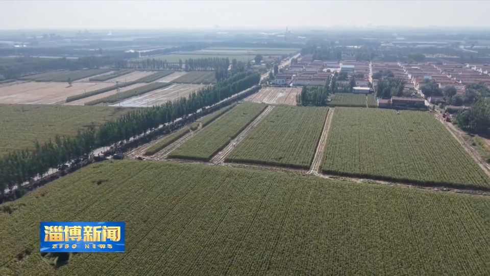 【淄博新闻】马晓磊调研&ldquo;三秋&rdquo;农业生产工作 强调 科学有序抓好抢收抢烘抢种 全力以赴保障群众生产生活