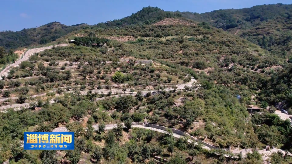 【淄博新闻】【一年好&ldquo;丰&rdquo;景&middot;收获时节】老栗树焕发新生机