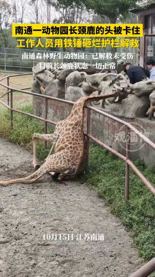 南通一动物园长颈鹿的头被卡住，工作人员用铁锤砸烂护栏解救