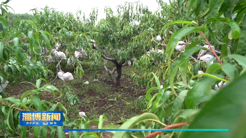 【淄博新闻】【打造乡村振兴齐鲁样板】淄博：金秋果飘香 采摘正当时