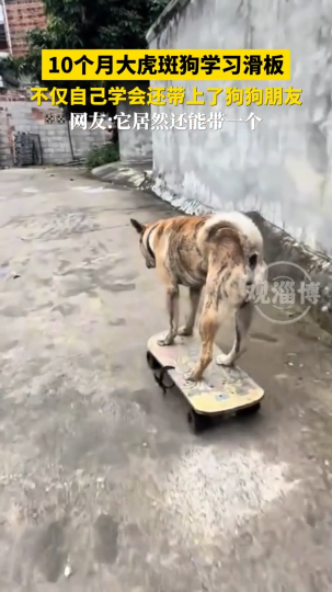 10个月大虎斑狗学习滑板 不仅自己学会还带上了狗狗朋友