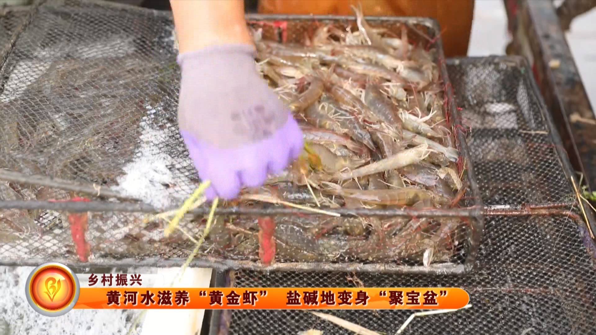 【乡村振兴】黄河水滋养&ldquo;黄金虾&rdquo; 盐碱地变身&ldquo;聚宝盆&rdquo;