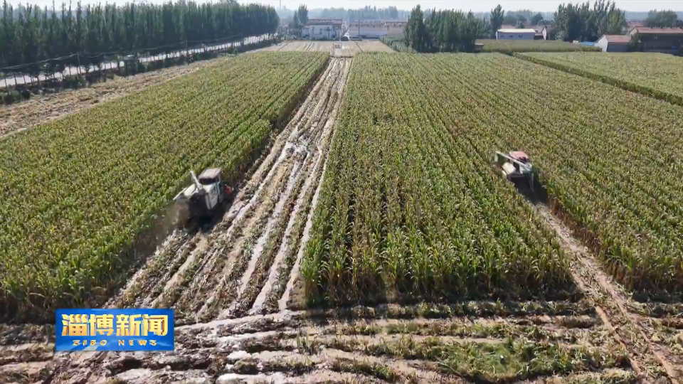 【淄博新闻】【淄博&ldquo;抢秋&rdquo;&middot;直击一线】科学施策 提高秋种质量