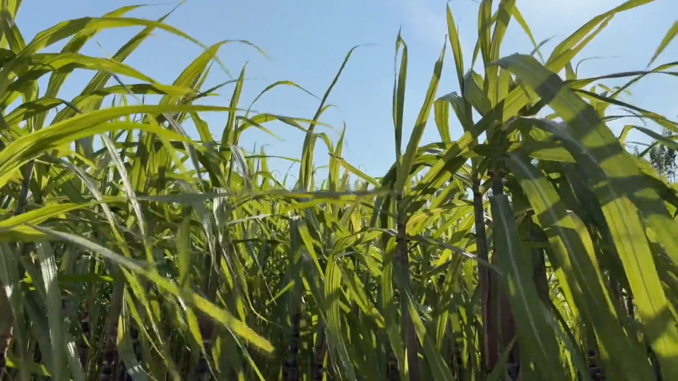 广西甘蔗&ldquo;落户&rdquo;高青 成秋日采摘&ldquo;新宠儿&rdquo;