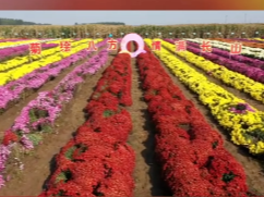 山东这里 30 亩菊花全面盛放，免费开放，快来打卡！