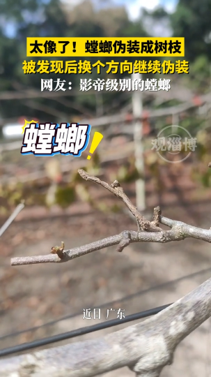 太像了！螳螂伪装成树枝，被发现后换个方向继续伪装