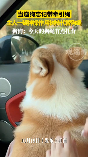 当遛狗忘记带牵引绳，主人一顿神操作用树枝代替狗绳