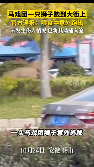 马戏团一只狮子跑到大街上，未发生伤人情况 已将其诱捕入笼