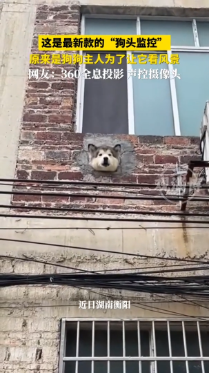 网友拍到最新款的&ldquo;狗头监控&rdquo;，原来是主人为了让狗狗看风景