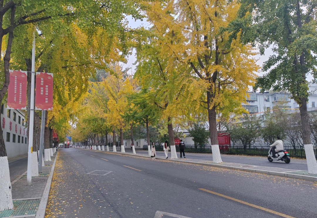 11月1日启动！张店刚刚公布！