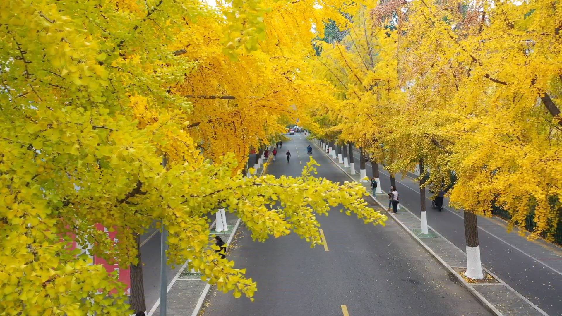 落叶缓扫留住秋色  持续时间一个月