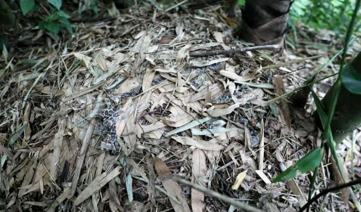 女子山中玩&ldquo;野生蹦床&rdquo;，事后得知是蛇窝？专业人士回应