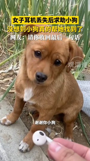 女子耳机丢失后求助小狗，没想到小狗真的帮她找到了