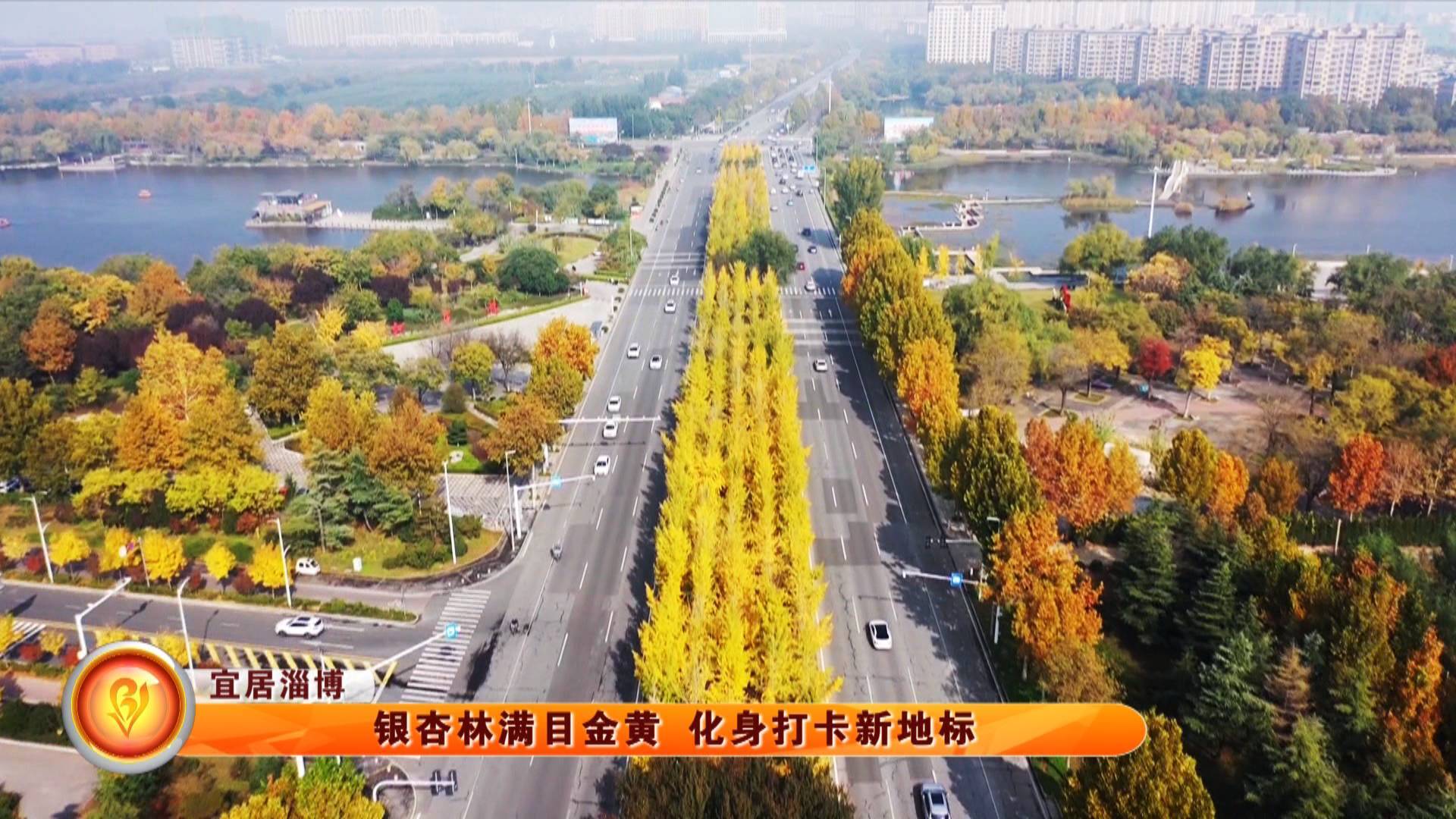 【宜居淄博】银杏林满目金黄 化身打卡新地标