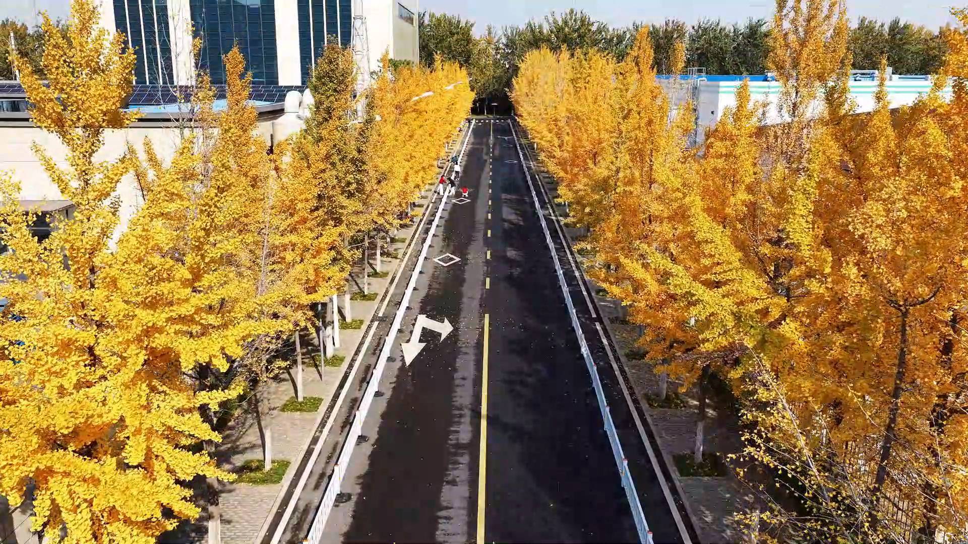 金色长廊的浪漫邀约