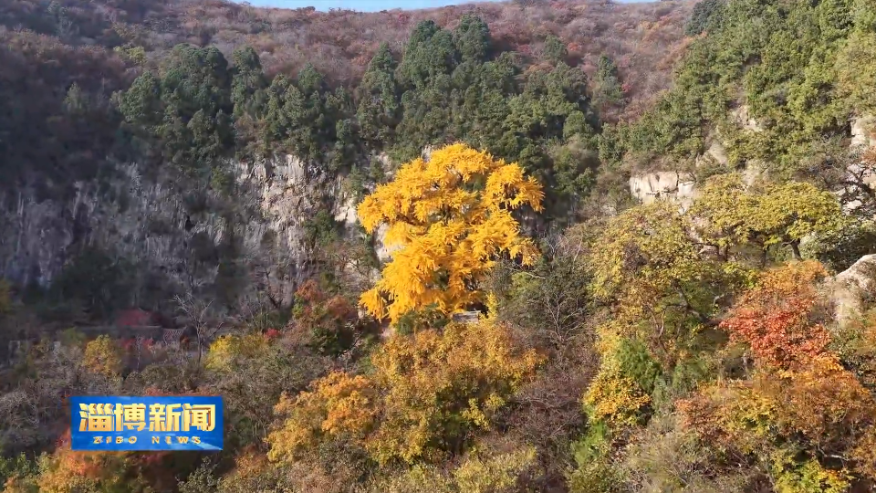 【淄博新闻】千年银杏树绘就美丽画卷