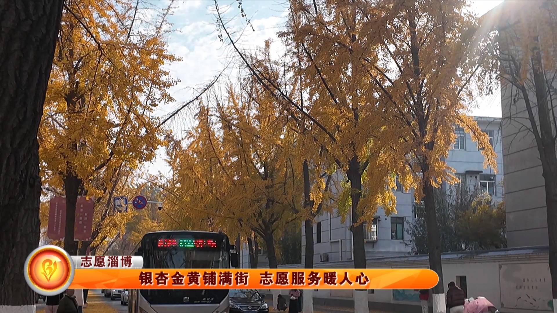 【志愿淄博】银杏金黄铺满街 志愿服务暖人心