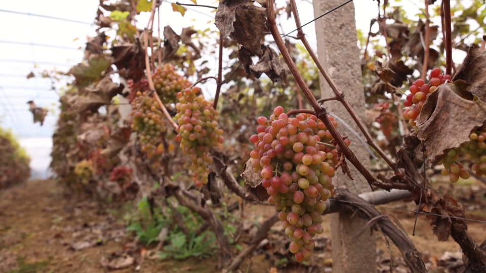 晚熟葡萄&ldquo;冰美人&rdquo; 秋冬里的致富果