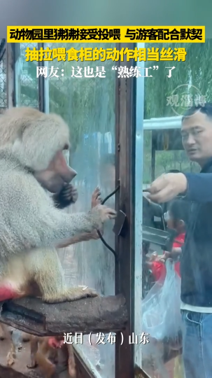 动物园里狒狒接受投喂，与游客配合。抽拉喂食柜的动作相当丝滑