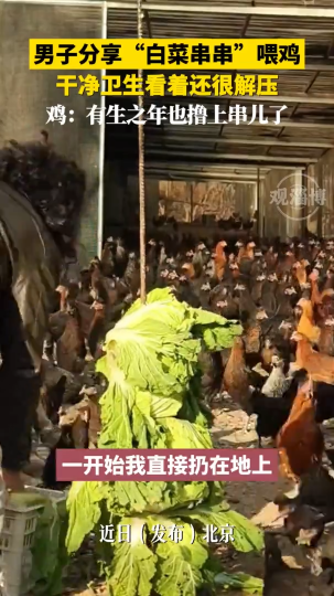 男子分享&ldquo;白菜串串&rdquo;喂鸡  干净卫生看着还很解压