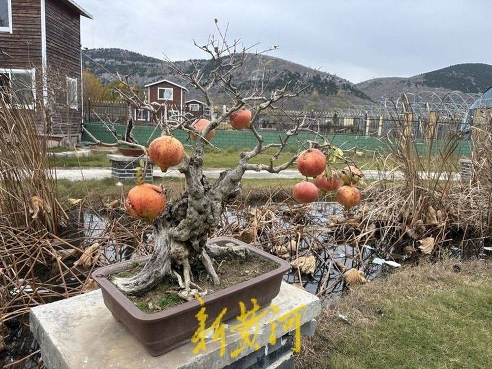 从一颗籽到一盆景、一条链,枣庄峄城石榴的奇异&ldquo;裂变&rdquo;