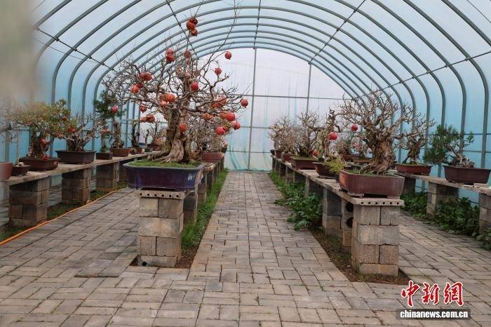 （乡村行&middot;看振兴）房前屋后遍栽&ldquo;致富果&rdquo; 枣庄石榴产业激活乡村振兴&ldquo;一池春水