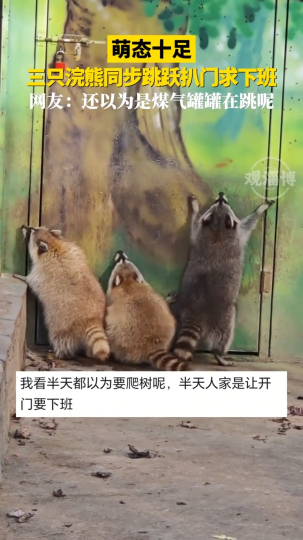 萌态十足！三只浣熊同步跳跃扒门求下班