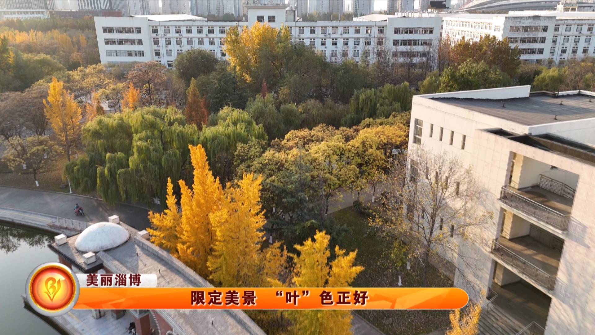 【美丽淄博】限定美景 &ldquo;叶&rdquo;色正好