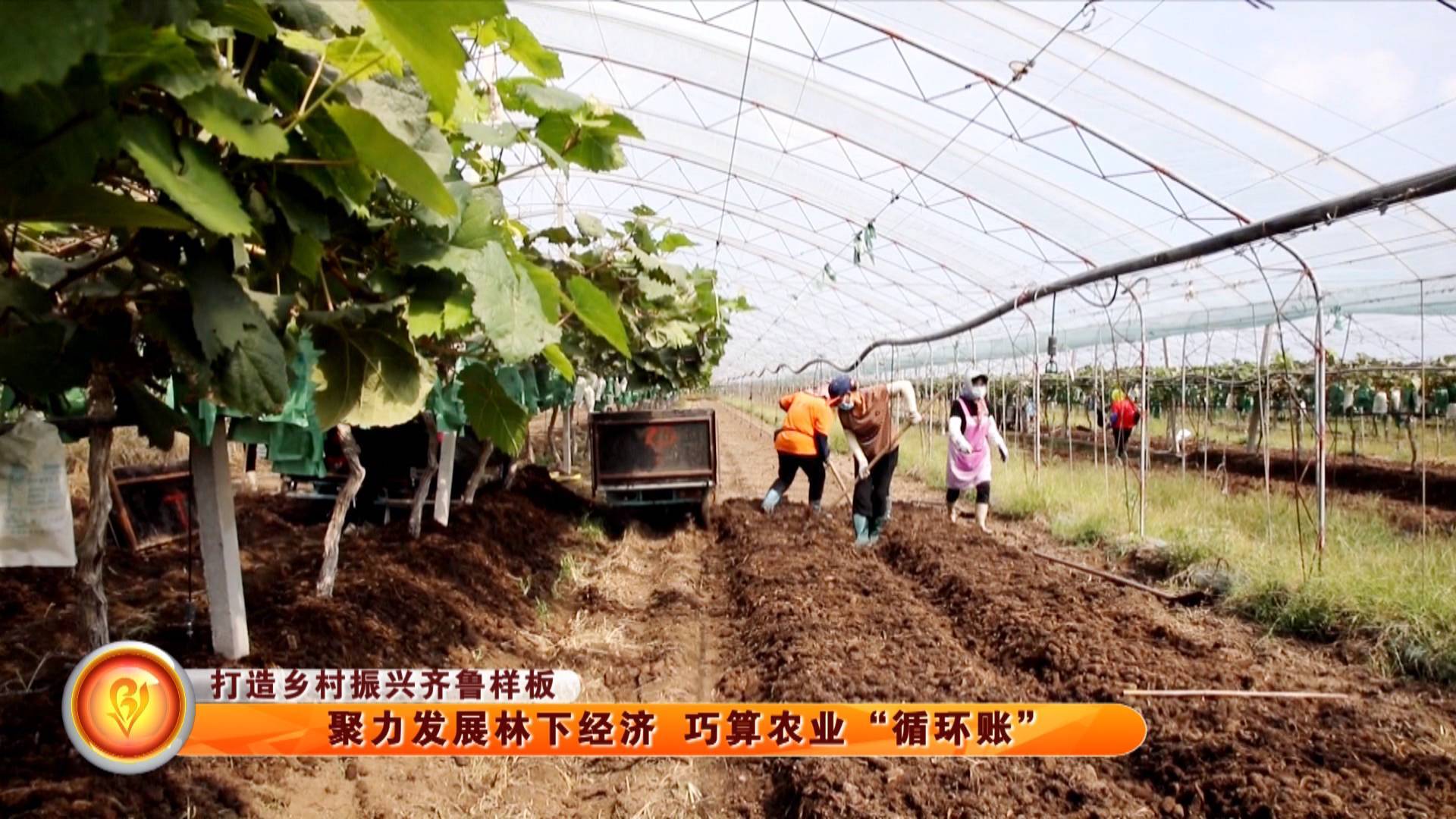 【打造乡村振兴齐鲁样板】聚力发展林下经济 巧算农业&ldquo;循环账&rdquo;