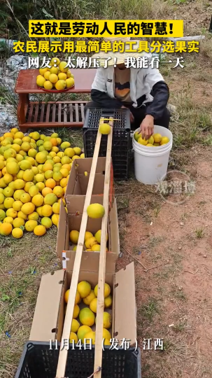 这就是劳动人民的智慧！农民展示用最简单的工具分选果实