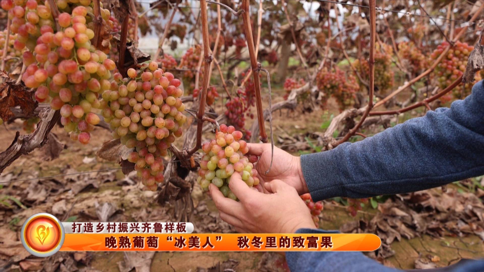 【打造乡村振兴齐鲁样板】晚熟葡萄&ldquo;冰美人&rdquo; 秋冬里的致富果