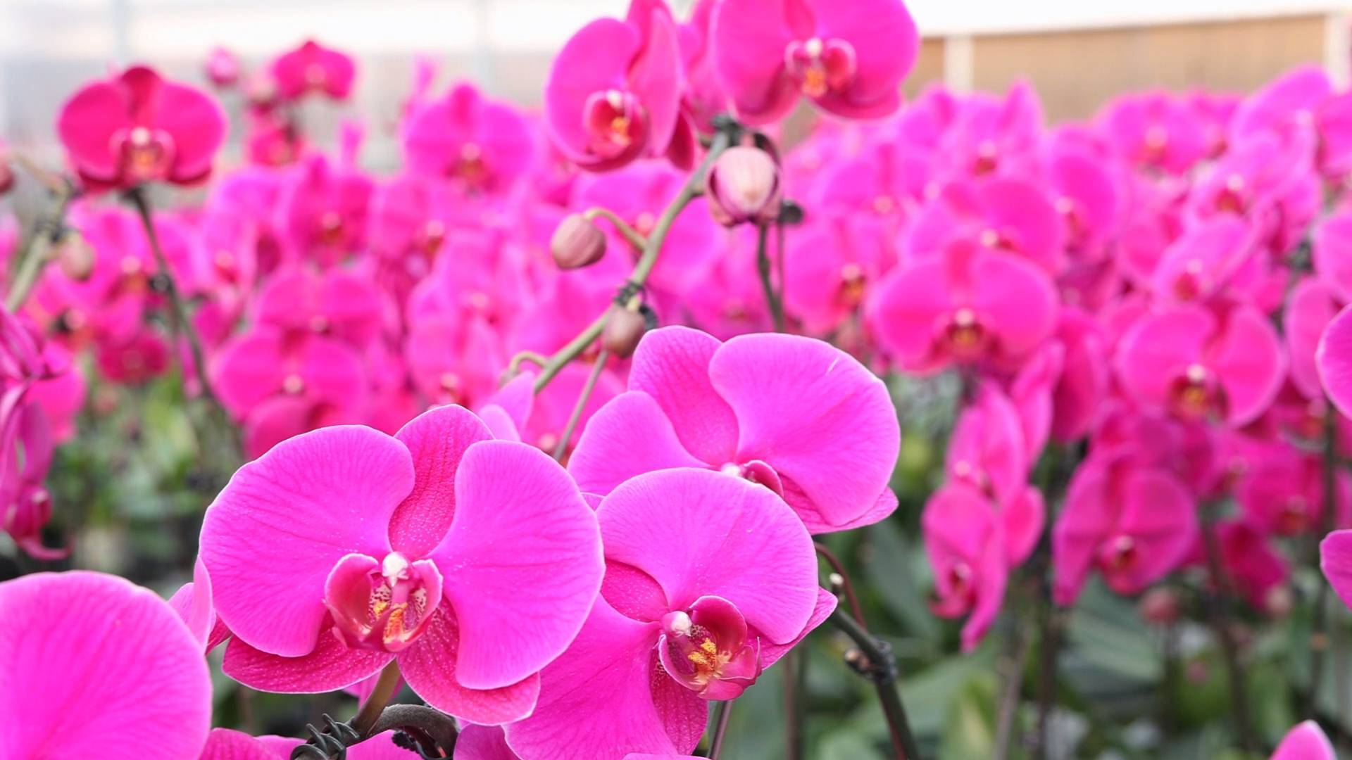 《最淄博》&mdash;&mdash;博山：初冬村里&ldquo;蝴蝶&rdquo;美