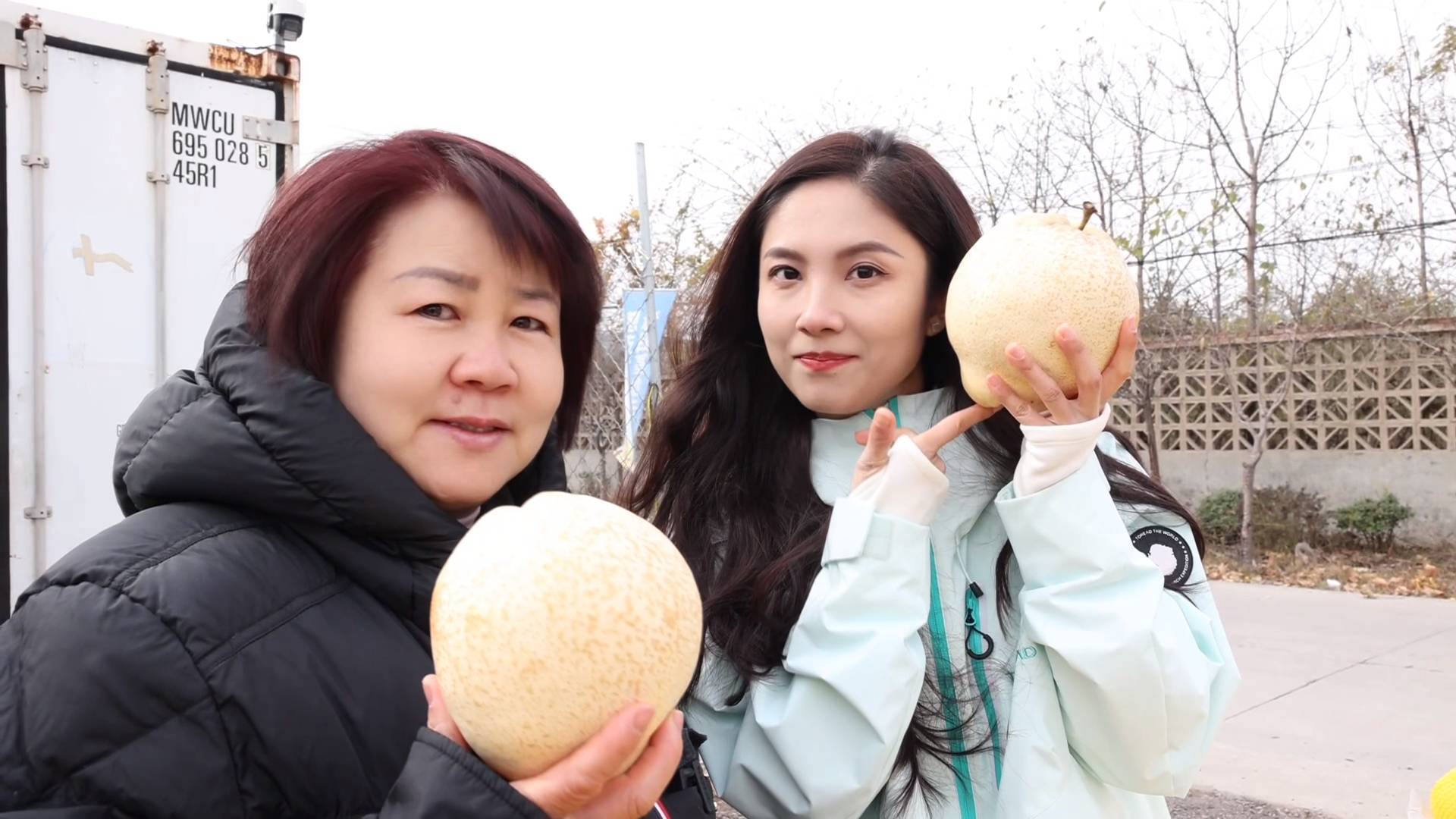 《最淄博》&mdash;&mdash;淄博梨中&ldquo;爱马仕&rdquo;：文昌大酥梨