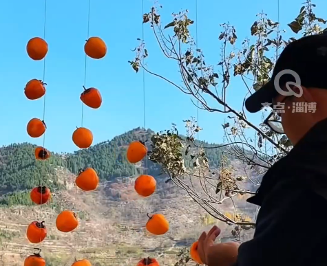 大山深处 霜打柿子甜 晒出一幅温暖的冬日画卷